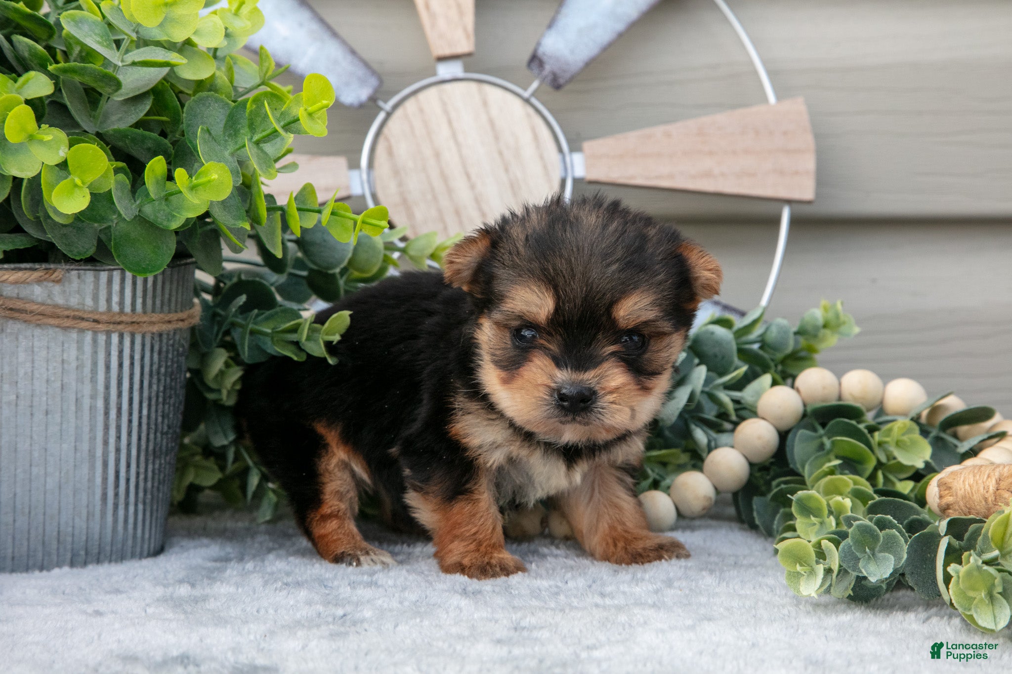 Yorkshire Terrier dogs Anna - Ad 2