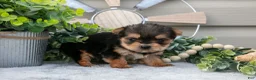 Yorkshire Terrier dogs for sale: Anna - Ad 2