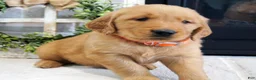Golden Retriever dogs for sale: Cody - Ad 3