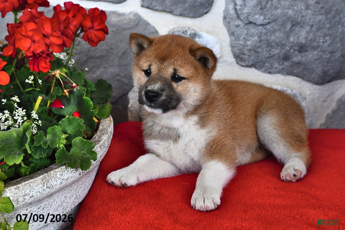 Shiba Inu dogs Maggie - Ad 2