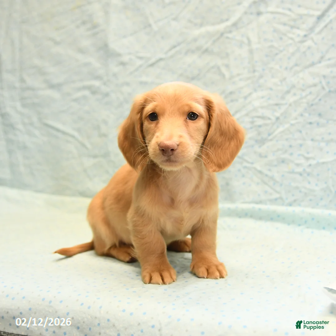 Dachshund dogs for sale: Lee - Ad 4