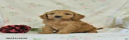 Cockapoo dogs for sale: Caleb - Ad 3
