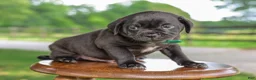 Mixed Breed dogs for sale: Yosemite Jug Puppy - Ad 3