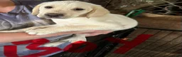 Labrador Retriever dogs for sale: Seven - Ad 1