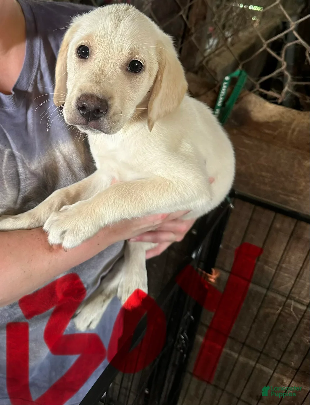 Labrador Retriever dogs for sale: Seven - Ad 1