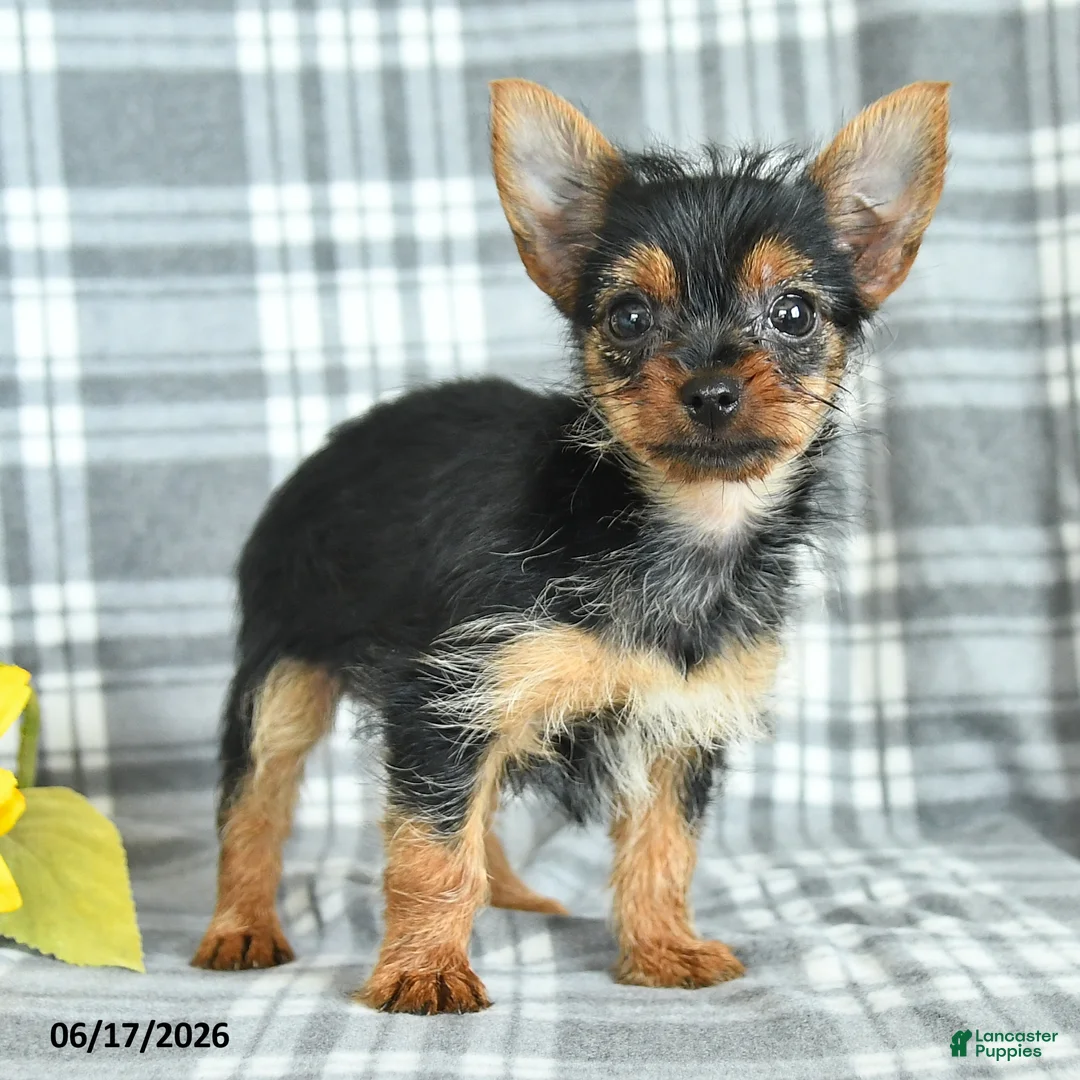 Yorkshire Terrier dogs for sale: Fern - Ad 2