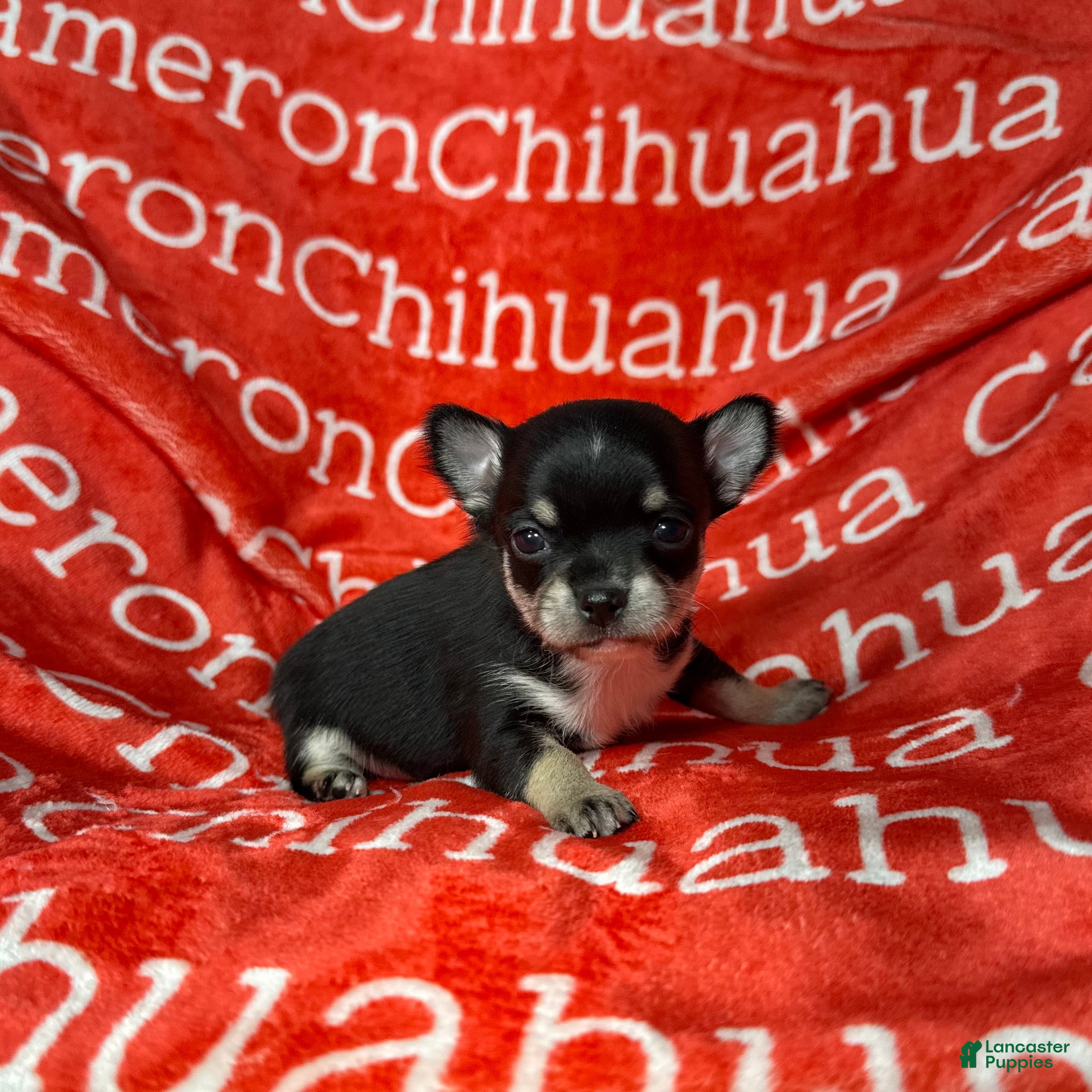 Chihuahua dogs Porter Tiny Short Coat - Ad 2