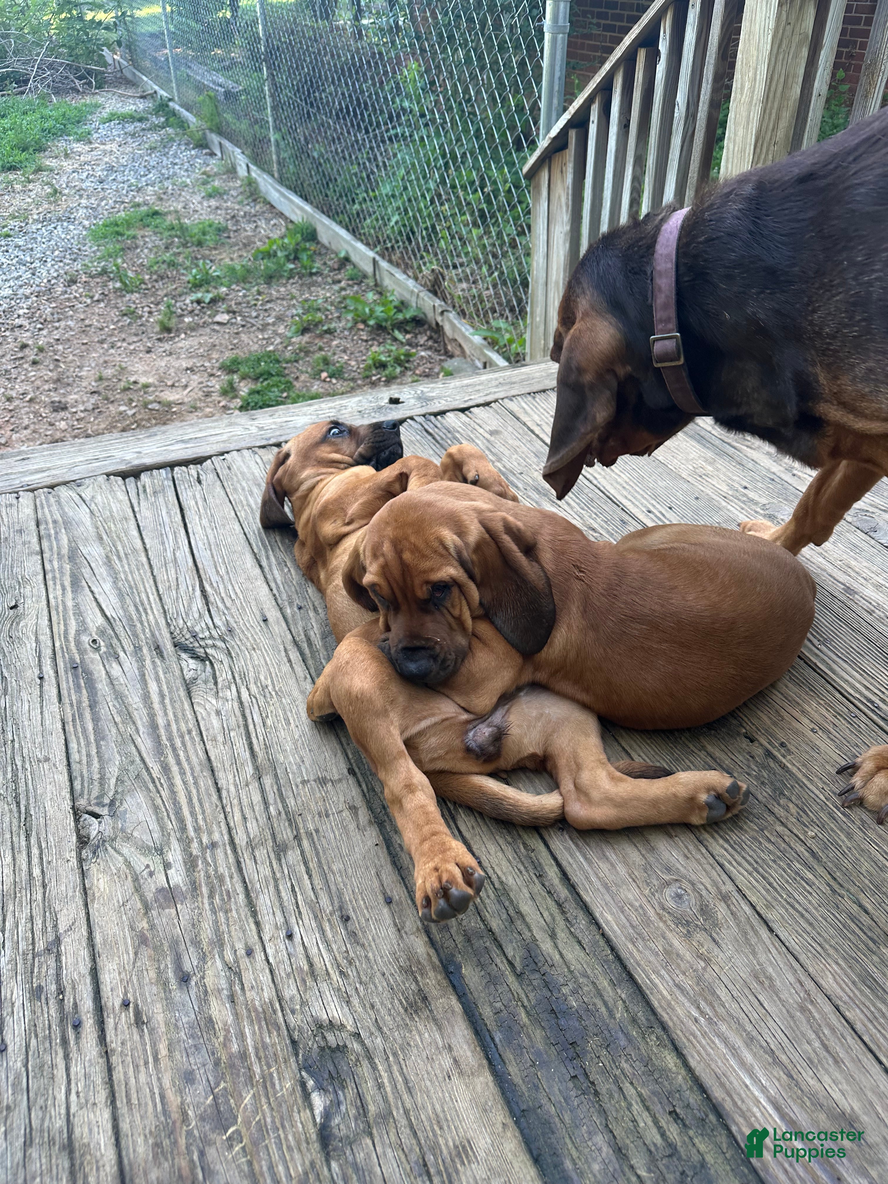 Bloodhound dogs for sale: Bloodhound Puppy 5 - Ad 3