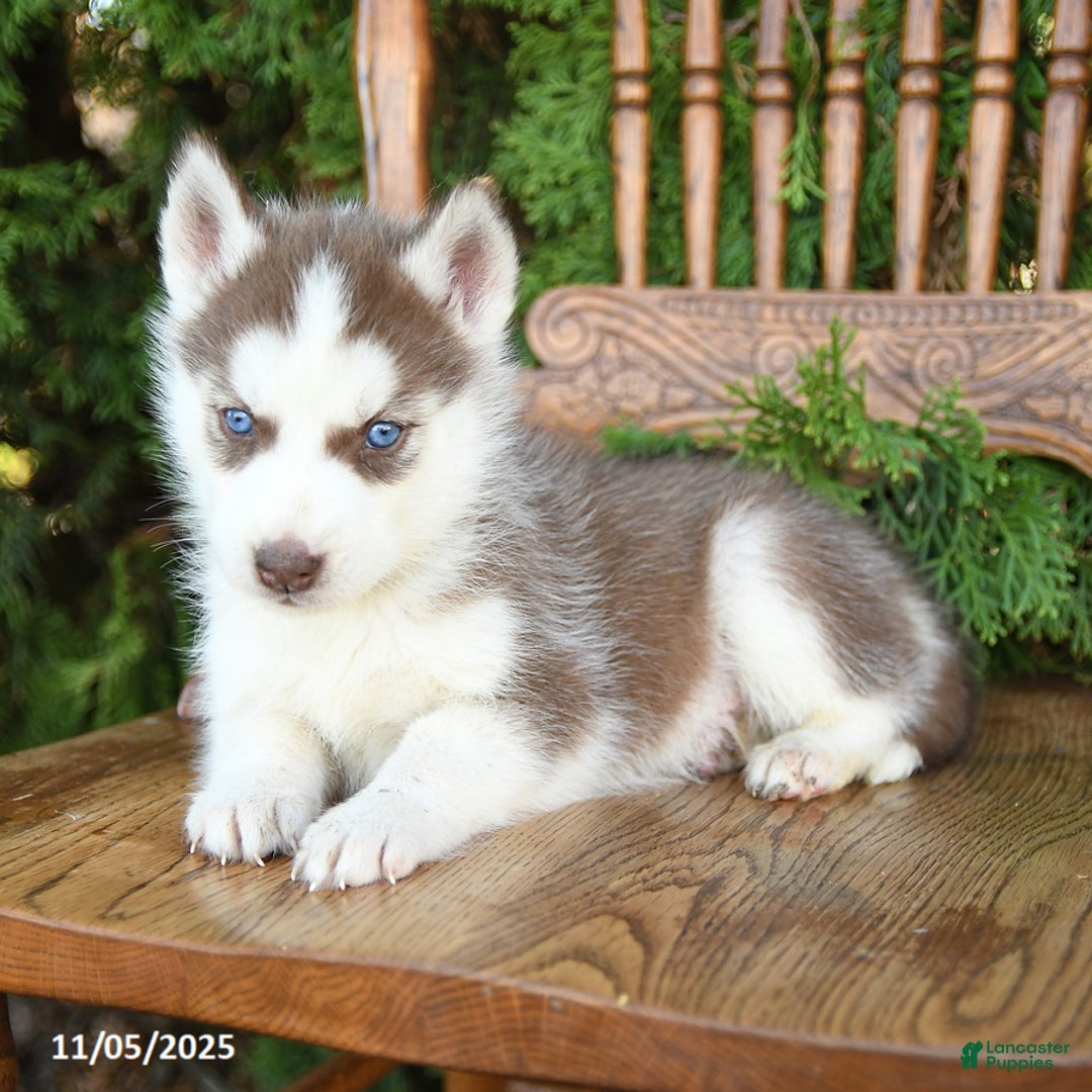 Siberian Husky dogs for sale: Maxwell - Ad 4