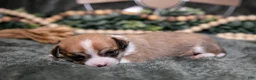 Chihuahua dogs for sale: Nora - Ad 3