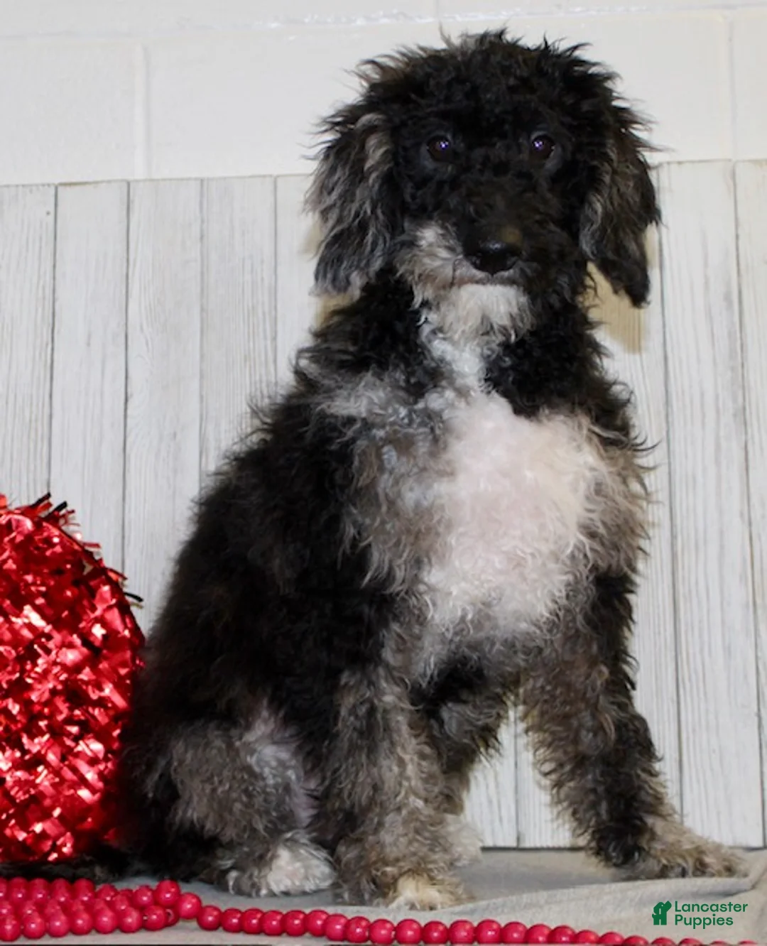 Miniature Labradoodle dogs for sale: Dustin - Ad 2