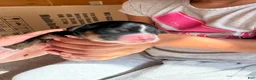 Mixed Breed dogs for sale: Mixed Breed 7 - Ad 3