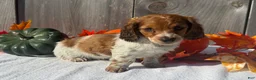 Miniature Dachshund dogs for sale: Hunter - Ad 9