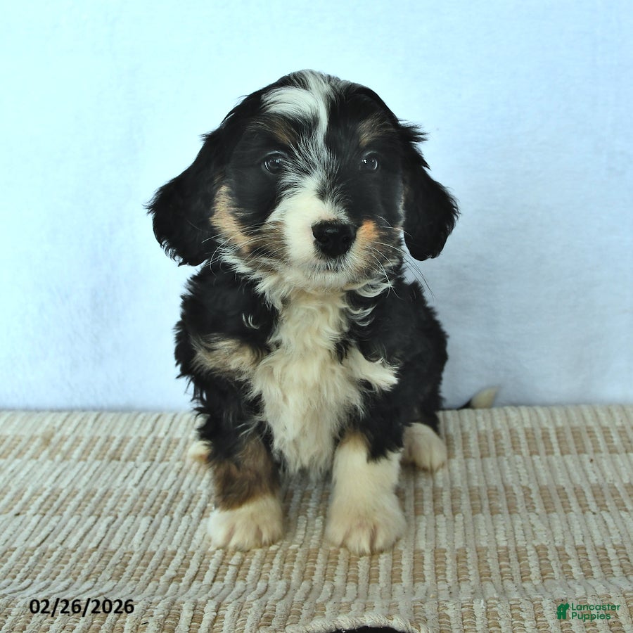 Mini Bernedoodle dogs Zach - Ad 1