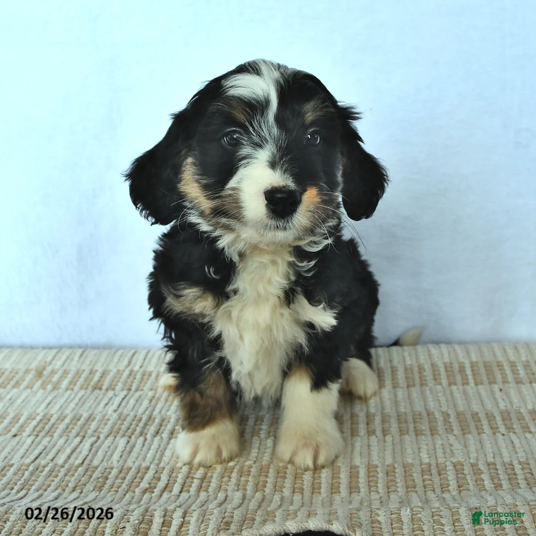 Mini Bernedoodle dogs for sale: Zach - Ad 1