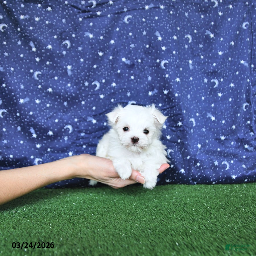 Maltese dogs Loki EXTRA SMALL - Ad 1