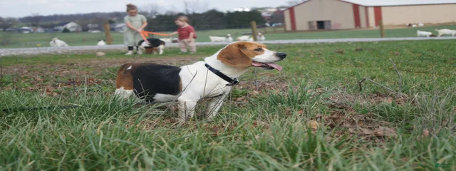 Kallie AKC
