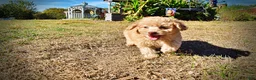 Havapoo dogs for sale: Dr. Pepper - Ad 15
