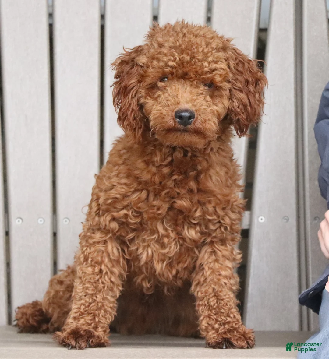 Mini Goldendoodle dogs for sale: Mitch - Ad 9