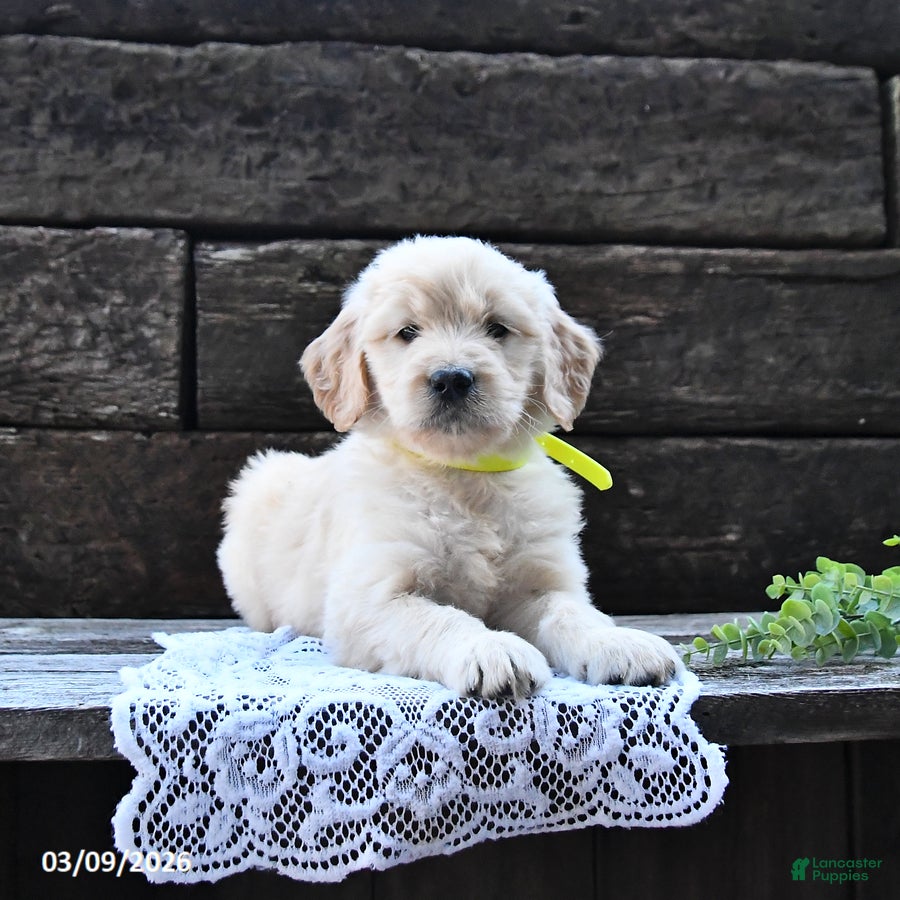 Goldendoodle dogs Bliss - Ad 1