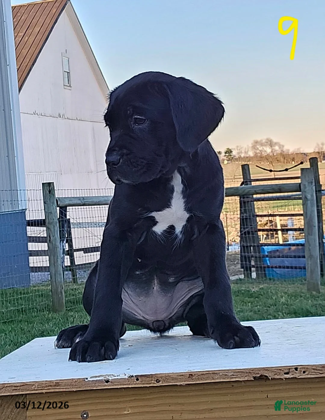 Cane Corso dogs for sale: Aria - Ad 2
