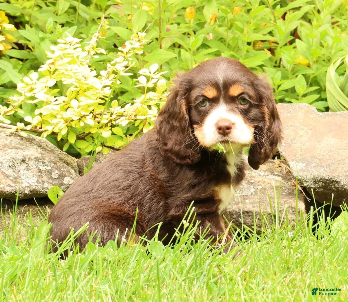 Cocker Spaniel dogs Bella - Ad 1