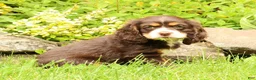 Cocker Spaniel dogs for sale: Bella - Ad 1
