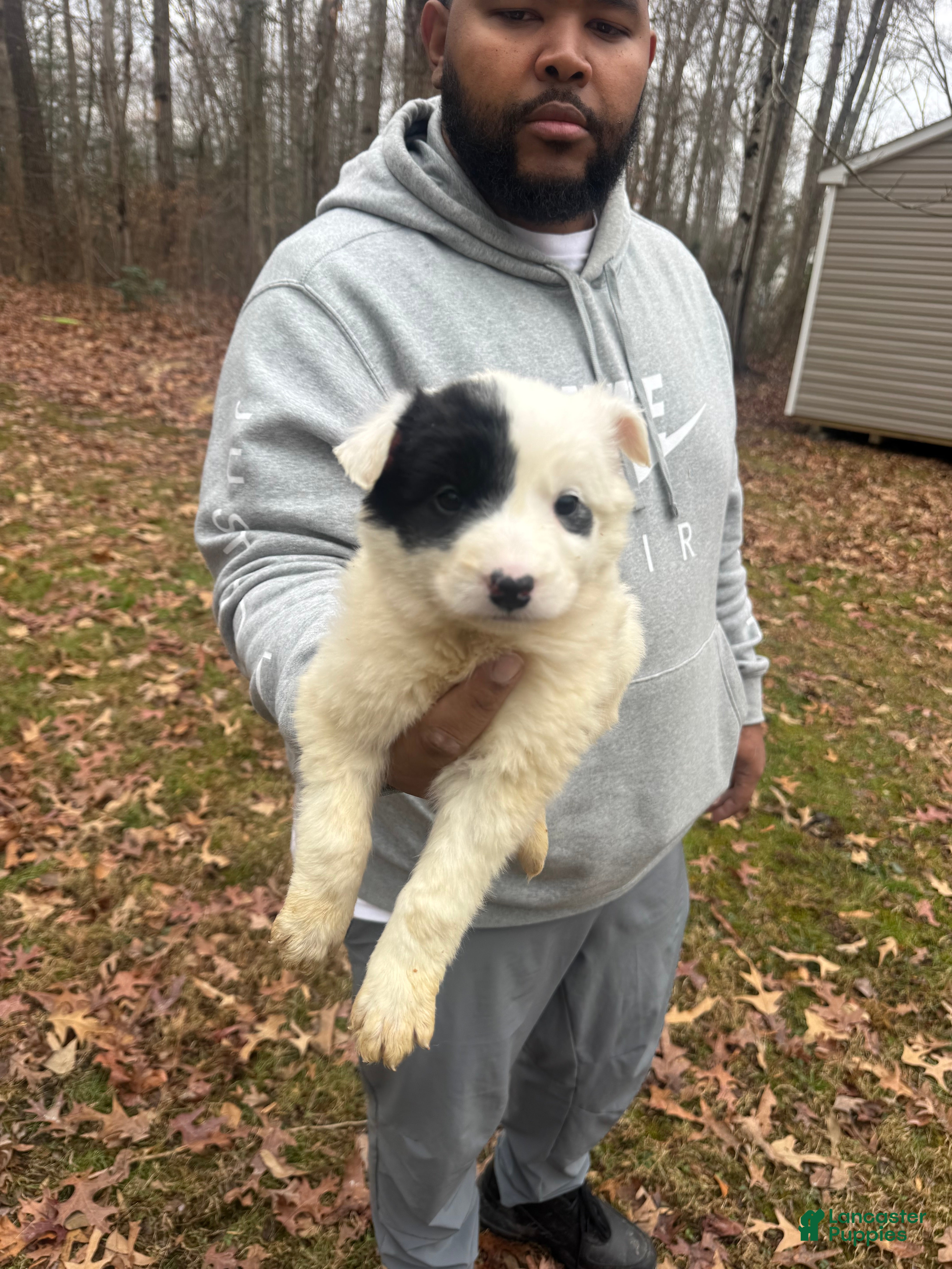 Mixed Breed dogs Mixed Breed Puppy 2 - Ad 22