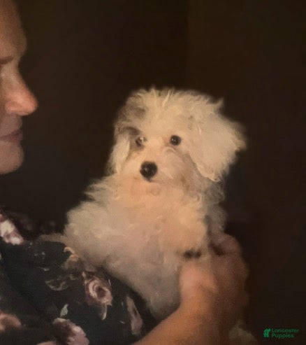 Toy Poodle dogs ♥️SWEET HAZEL MAE♥️ - Ad 1