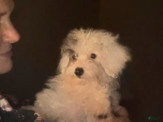 Toy Poodle dogs ♥️SWEET HAZEL MAE♥️ - Ad 7