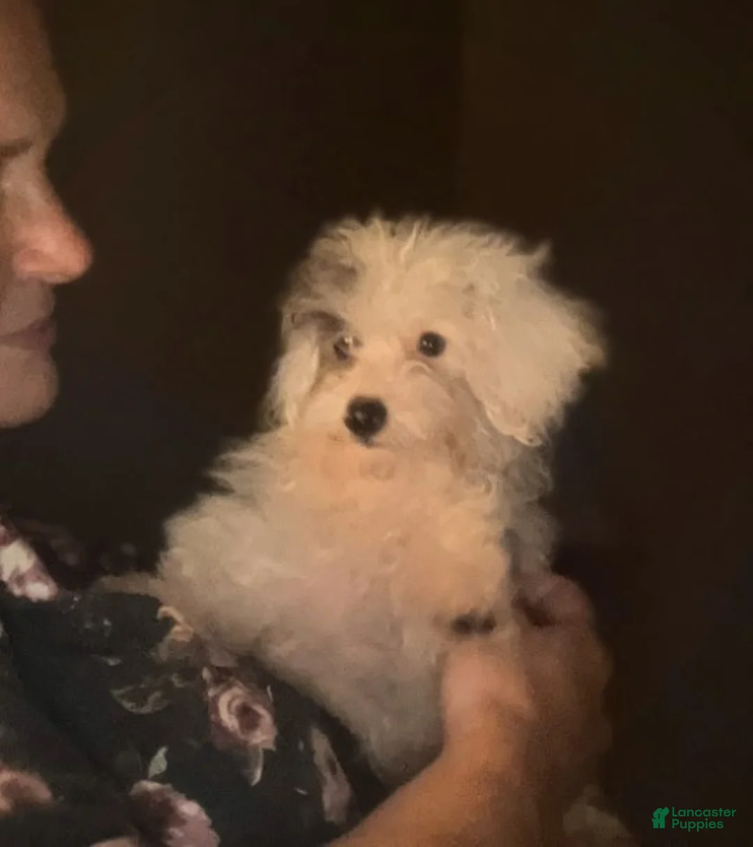 Toy Poodle dogs for sale: ♥️SWEET HAZEL MAE♥️ - Ad 1