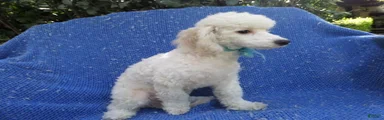 Tommy 