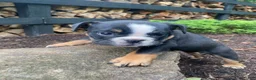 English Bulldog dogs for sale: Buster - Ad 9