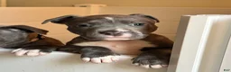 American Pit Bull Terrier dogs for sale: American Pit Bull Terrier 1 - Ad 3