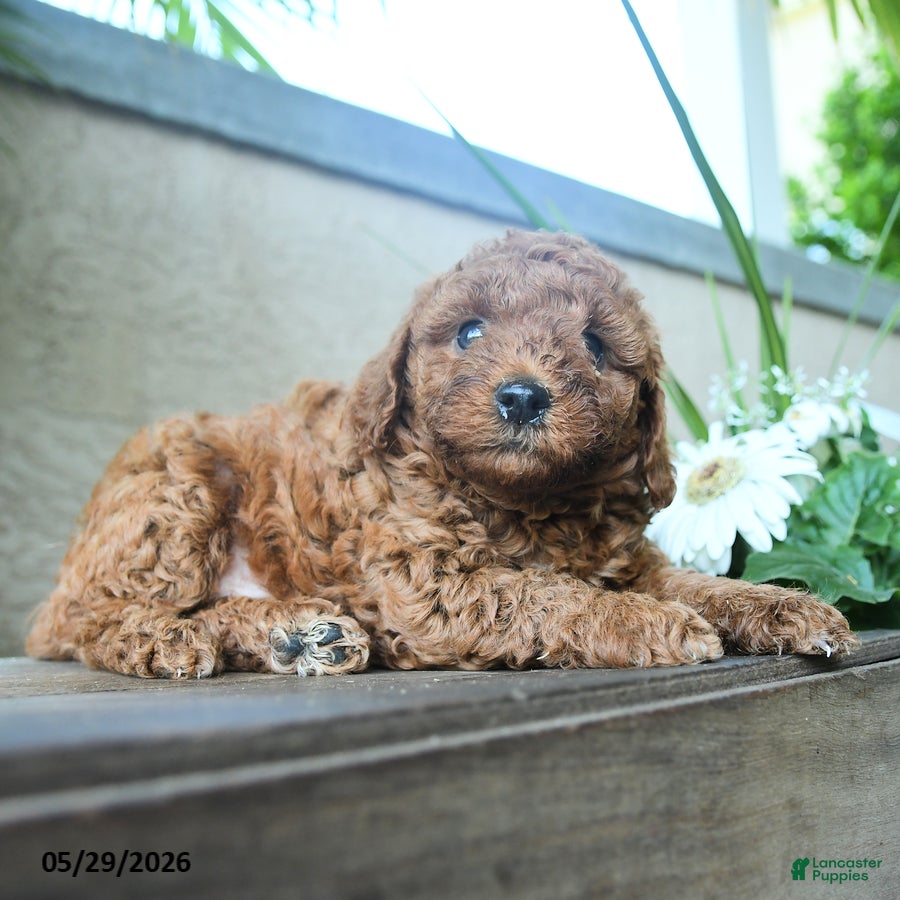 Miniature Poodle dogs Galileo - Ad 2