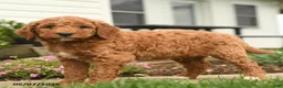 Goldendoodle dogs for sale: Ryan - Ad 4