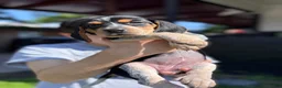 Beagle dogs for sale: Nadia 💛 - Ad 4