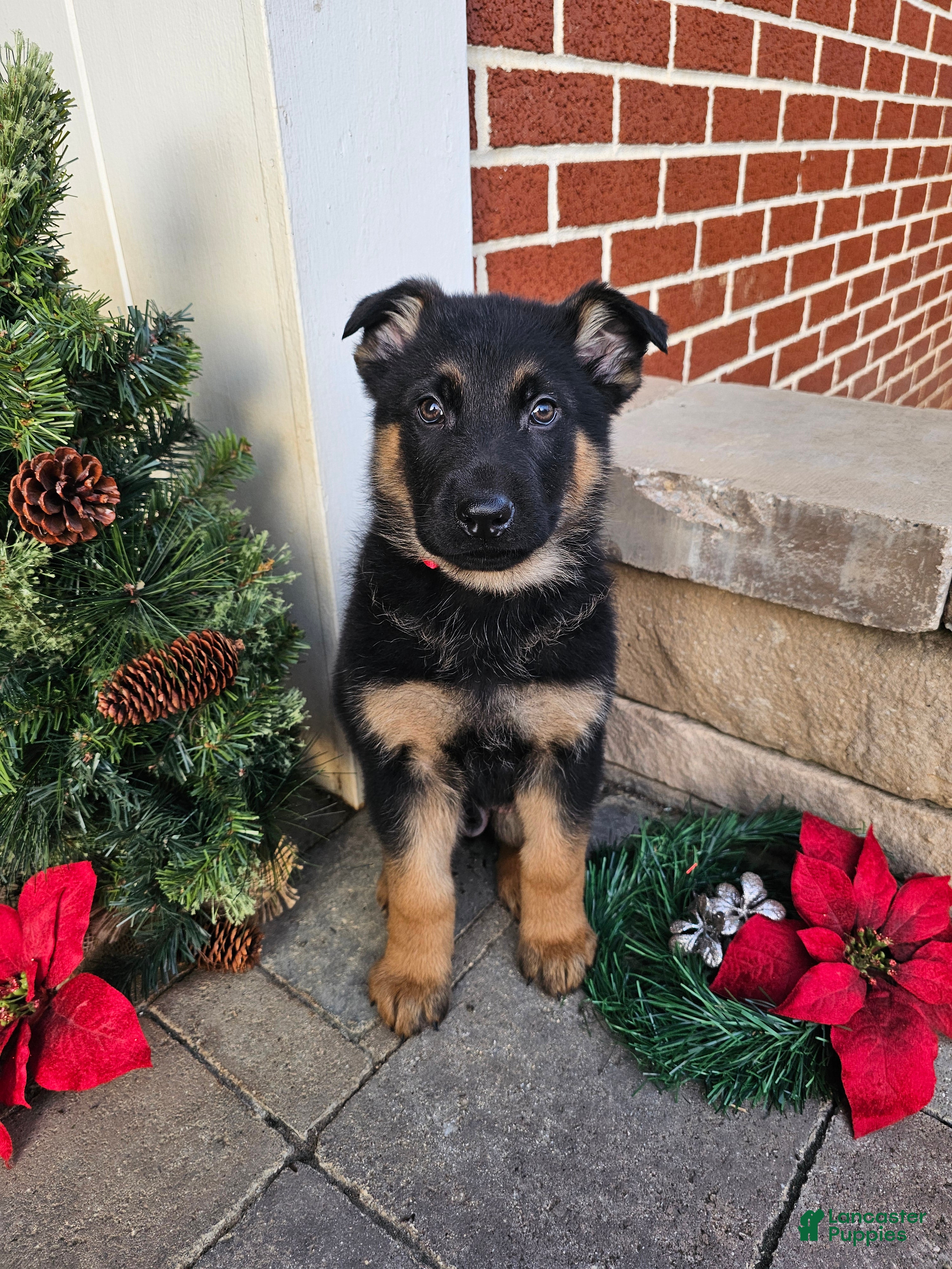 German Shepherd dogs Hunter - Ad 9