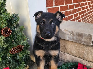 German Shepherd dogs Hunter - Ad 8