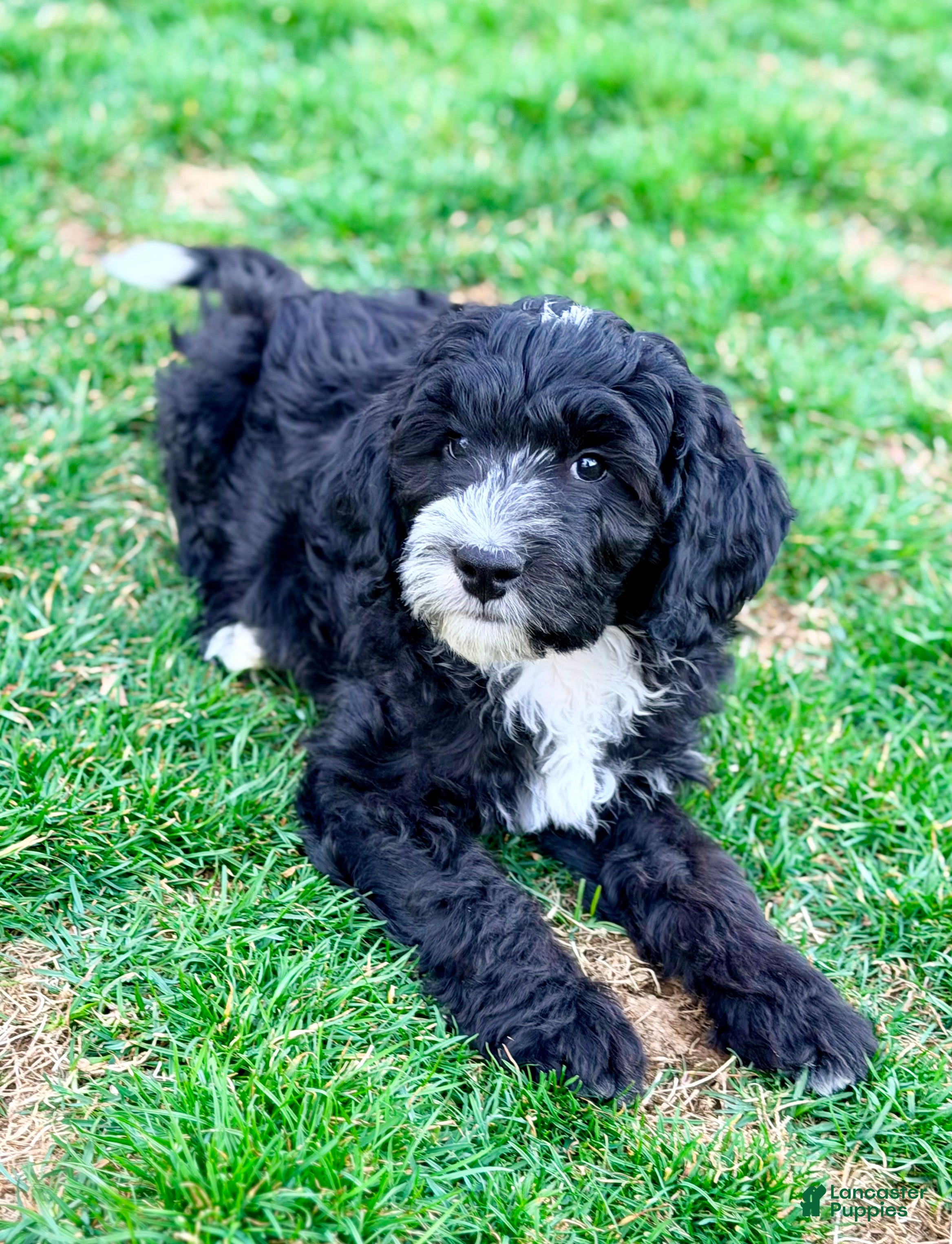 Bernedoodle dogs Promise  - Ad 2