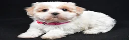 Havanese dogs for sale: Lucy - Ad 2