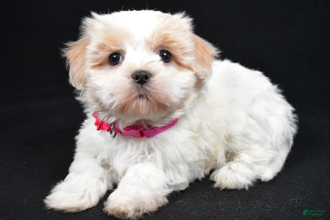 Havanese dogs for sale: Lucy - Ad 2