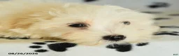 Maltese dogs for sale: Icon - Ad 5