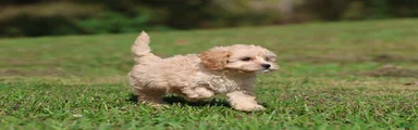 Baxter