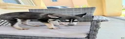 Pitsky dogs for sale: Pitsky 4 - Ad 3
