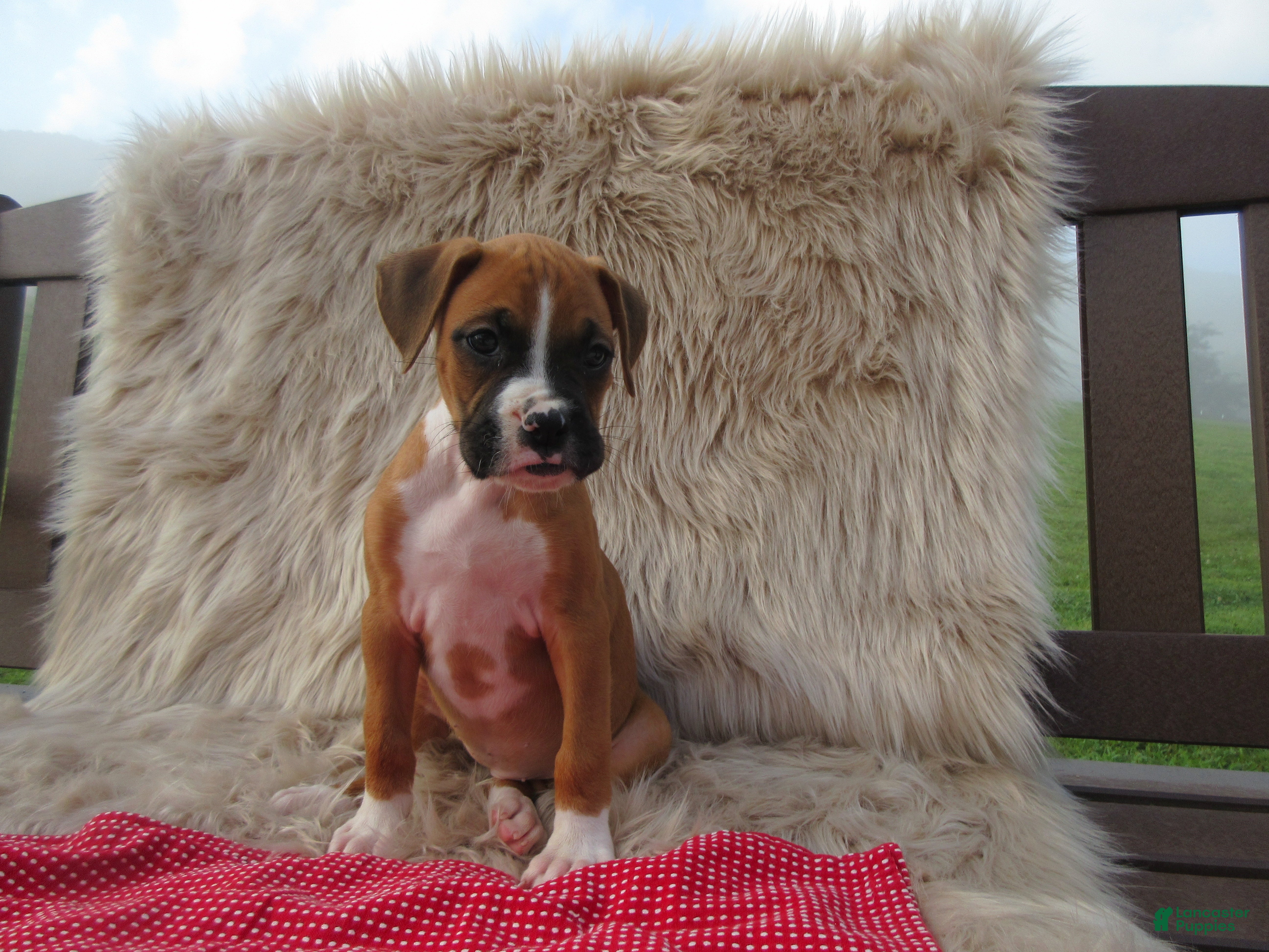 Boxer dogs Autumn - Ad 1