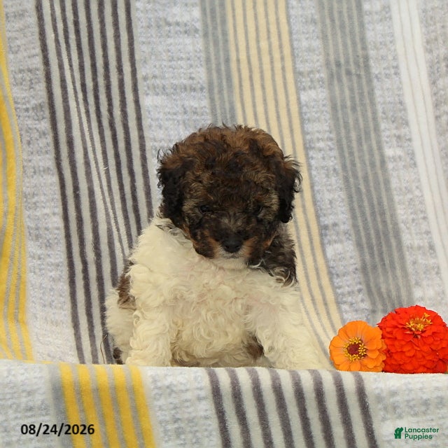 Toy Poodle dogs Footprint - Ad 2