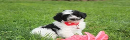 Yorkiepoo dogs for sale: Ryder - Ad 9