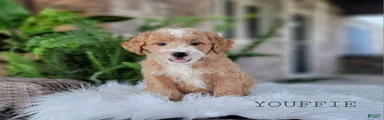 Mini Goldendoodle 3