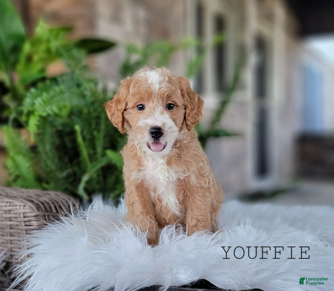 Mini Goldendoodle dogs for sale: Mini Goldendoodle 3 - Ad 1